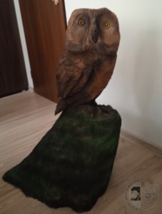 Sowa z licytacji dla pogorzelców.