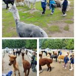 Dzieci mają kontakt z alpakami na ogrodzonej farmie, głaszczą je i obserwują zwierzęta na zewnątrz.