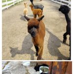 Góra: Alpaki idące ścieżką. Dół: Dwa króliki jedzące z misek przy kamiennej podłodze i drewnianej ścianie.