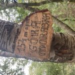 Drewniany znak na drzewie wskazuje 154 m n.p.m. Góra Moraska w zalesionym terenie.