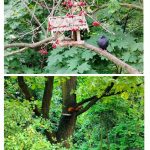 Góra: Ptak przy karmniku na gałęzi. Dół: Wiewiórka na gałęzi drzewa w gęstym zielonym listowiu.