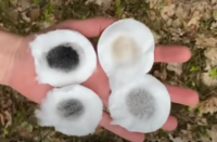 Dłoń trzyma cztery białe podkładki, z których każda ma różne odcienie ciemnych i jasnych plam w środku.