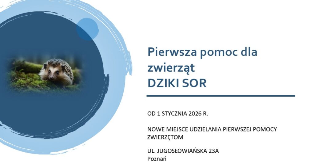 Jeż na trawie obok polskiego tekstu o usługach pierwszej pomocy dla dzikich zwierząt od stycznia 2026 r. w Poznaniu.