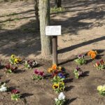 Kolorowe bratki posadzone w ziemi w pobliżu drzewa, z małym znakiem na słupie w tle.