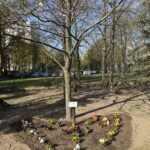 Kwietnik w kształcie serca otacza drzewo w parku, z małym znakiem przy pniu.