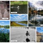 Kolaż scen wodnych na świeżym powietrzu, w tym ptaków, rzek, stawów, roślin i rozpryskującej się wody.