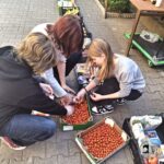 Trzy osoby sortujące małe pomidory do skrzynek na chodniku, otoczone skrzynkami z artykułami spożywczymi.